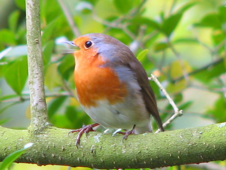 Roodborst