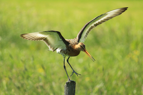 grutto land op paaltje_1425.jpg