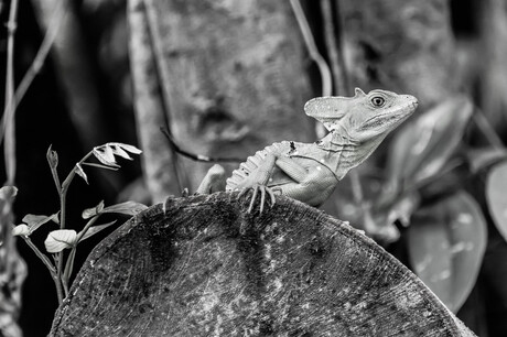 Green lizard