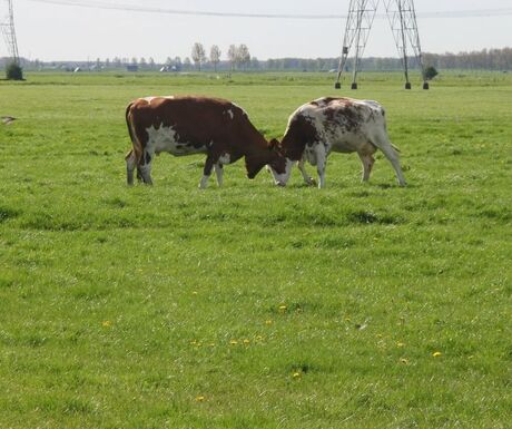 Catfight tussen koeien