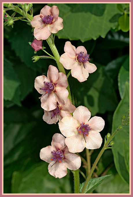 nog een verbascum tot slot