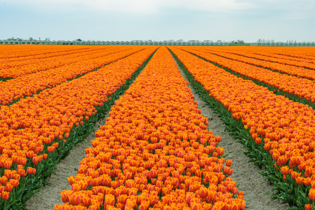 Koningsdag