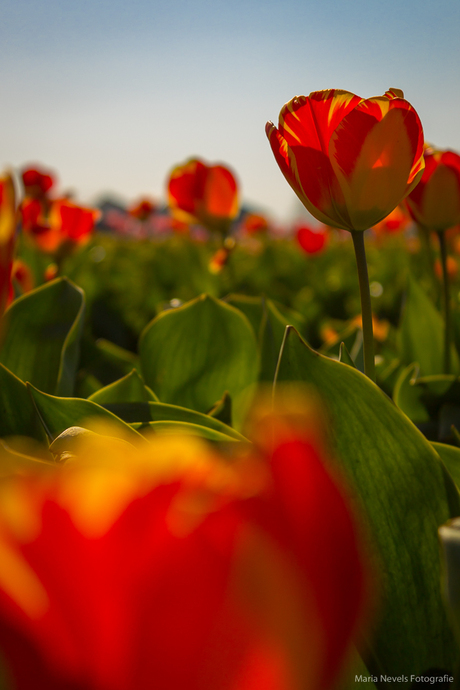 Tulpen in bloei