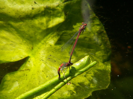 Waterjuffers