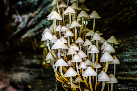 Paddenstoelen groep