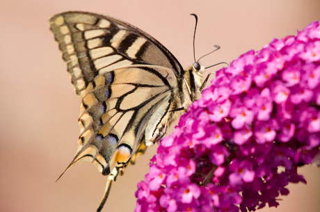 Vlinder in de eigen tuin