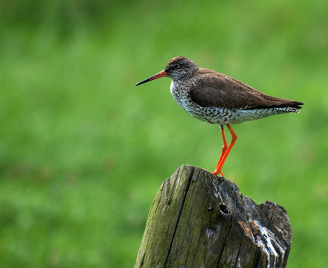 Tureluur  (Tringa totanus) 