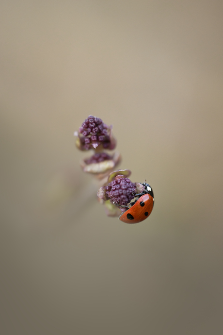 In de tuin