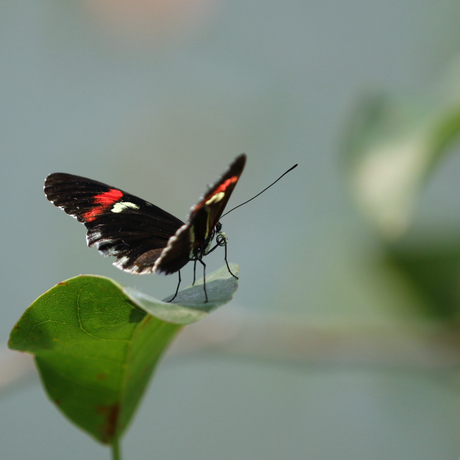 Roodgestipte page (Parides iphidamas)