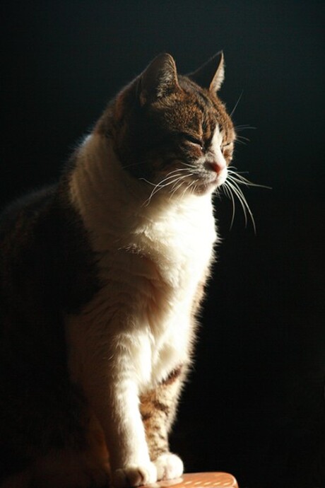 tevreden poes in de zon