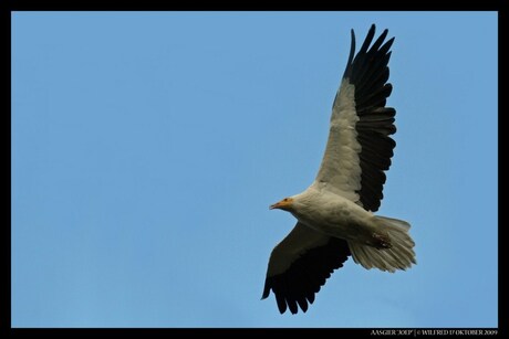 Joep in vogelvlucht...