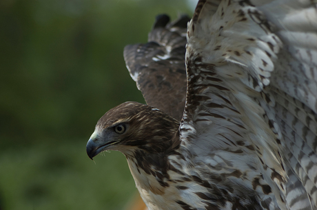 Roofvogels op de EFF