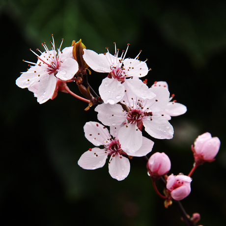 Prunus II