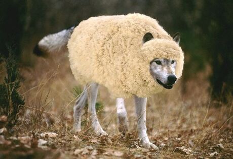 een wolf schaap