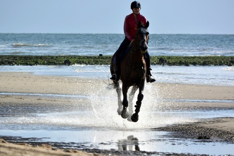 paard en water.JPG