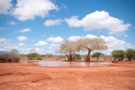 Poel in Tsavo NP, Kenya