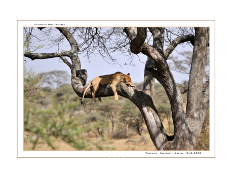 Lion in tree Serengeti II