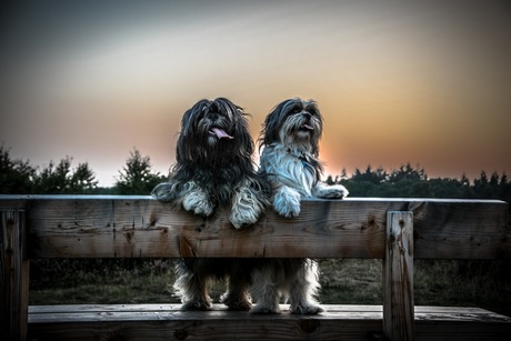 Poseren in het avondlicht