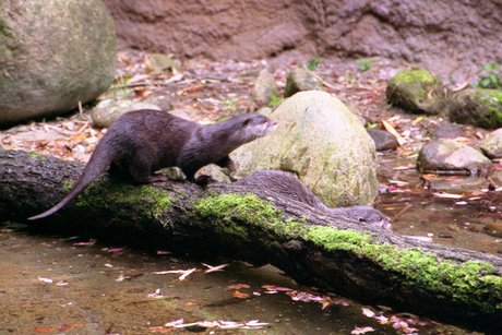 Otters