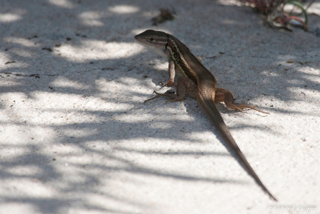 Spaanse muurhagedis (Podarcis hispanicus)