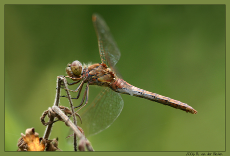 Steenrode heidelibel 3