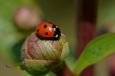 Macrofoto lieveheersbeestje