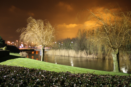 Bomen in het avondlicht