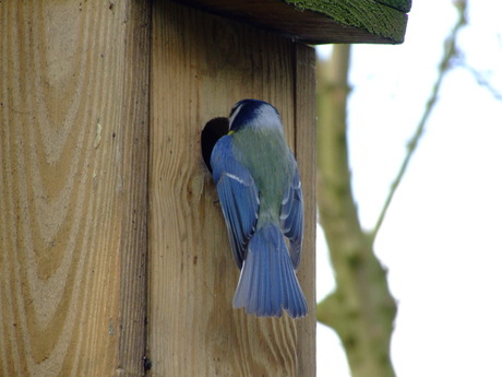 pimpelmeesje