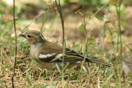 een vink