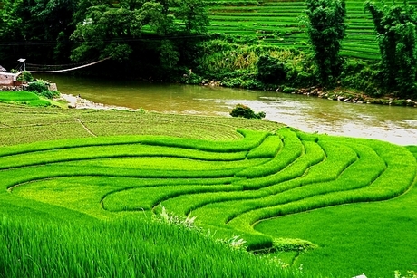Rijstvelden in Vietnam