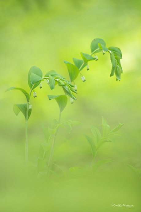 Solomon's seal bijgesneden