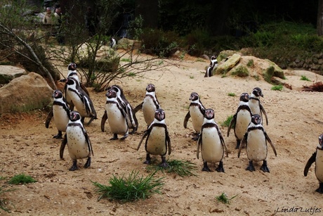 Opmars van de pinguïn