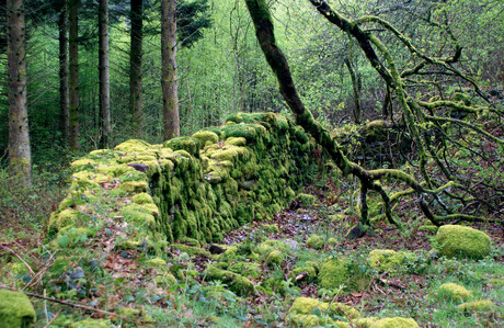 Bos in Wales.