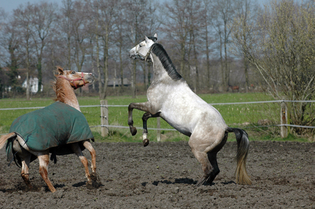 spelende paarden.