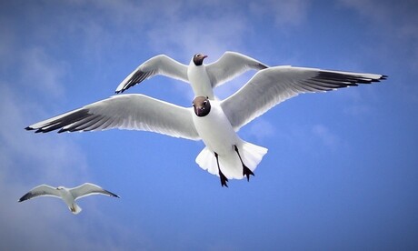 Meeuwen boven de Waddenzee