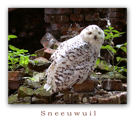 Sneeuwuil