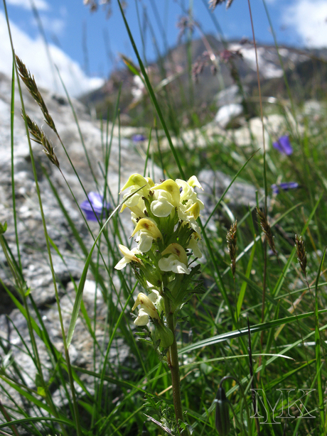 Pitztaler Alpen