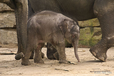 Jongste Olifant .Dierentuin Emmen