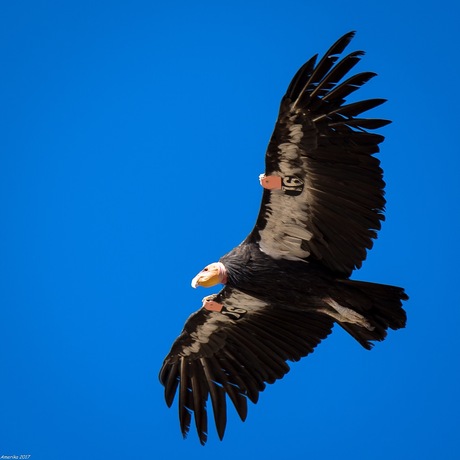 Californische Condor