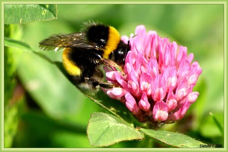 Hommel op klaver