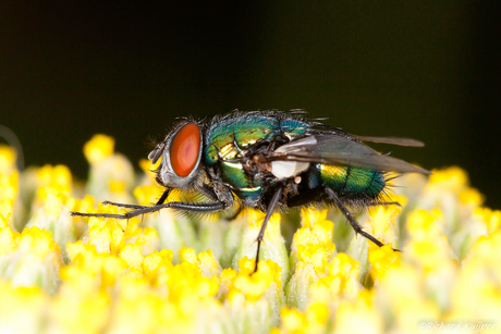 Groene vleesvlieg (Lucilia sericata; syn. Phaenicia sericata)