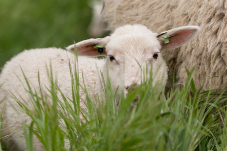 Het gras staat best hoog