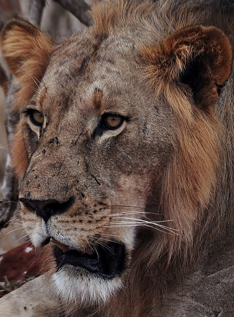 Safari. Kenia.
