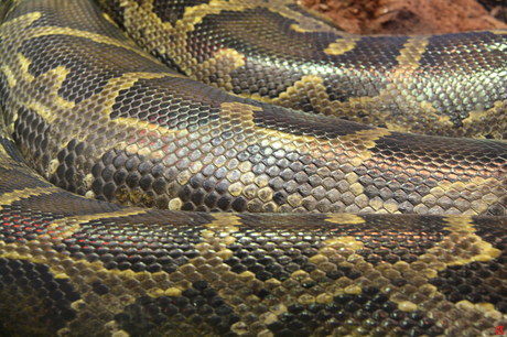 Python