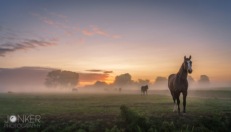 'Horses in the mist'