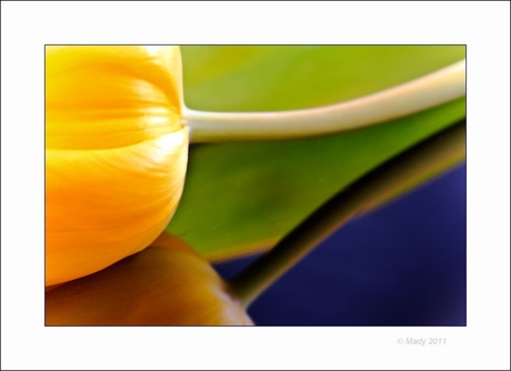 Tulpen creatie(f) 5