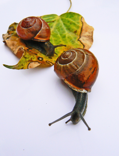 slakken op herfstblad