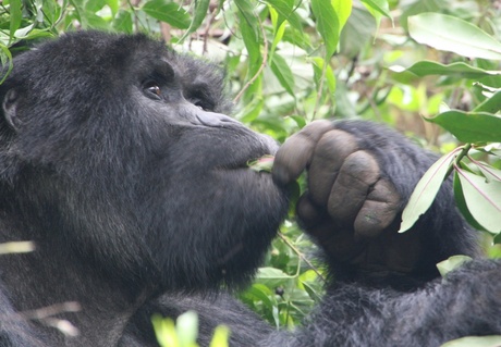 Berg gorilla in Uganda