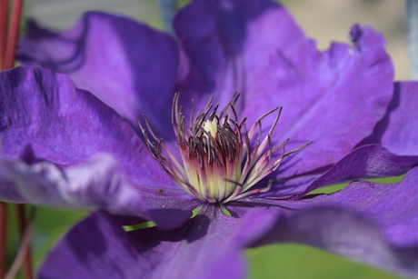 clematis 2