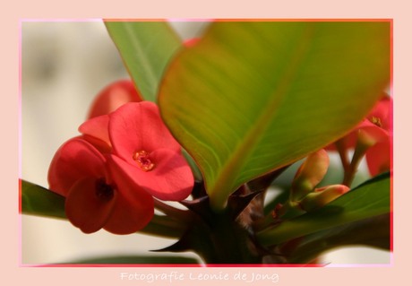 Roze bloemetje